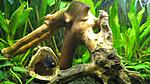 Cichlasoma sajika  