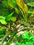  () cryptocoryne wendtii    
 
                  Cryptocoryne   wendtii de Wit. 
                 ...