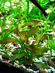   Ludvigia brevipes 
 
         Oenotheraceae       
-   , ...