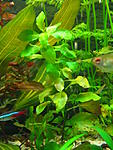  Ludvigia brevipes 
 
         Oenotheraceae       
-   , ...