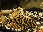 L-134 Peckoltia compta