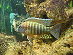 Aulonocara jacobfreibergi male1