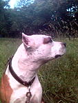 Taiss 7  2009