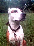 Taiss 7  2009