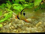 Microgeophagus ramirezi