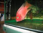 IMG 4331