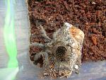 2011 03 26 0006 
Brachypelma albopilosum