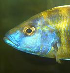 venustus,  