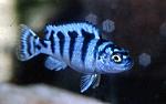 Pseudotropheus lombardoi