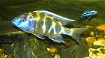 Nimbochromis venustus,  