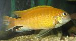 Tropheops spec