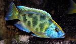 Haplochromis venustus