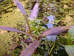 Hygrophila SP RED 1