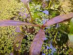 Hygrophila SP RED 3