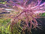  (Pogostemon stellatus)