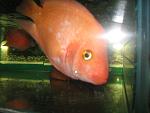 IMG 4334