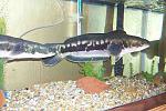 snakehead6[1]