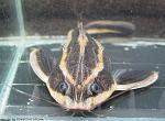 Platydoras
