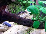 Julidochromis marlieri, .