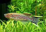 gar