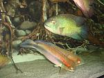 Crenicichla johanna & Hoplarchus psittacus