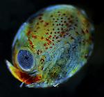 lobster egg