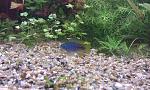 Apistogramma borellii "Opal - Red Mask", 
