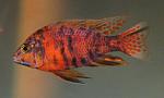 Aulonocara sp. "multicolor"