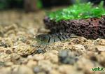 Caridina cantonensis sp "blue" - "Blue Tiger Shrimp"