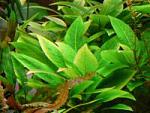 483 Compact Hygrophila Hygrophila corymbosa Compact.b