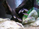 Cyprichromis leptosoma 'jumbo Livua', .   ,   .        :).