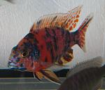 Aulonocara sp. "multicolor"