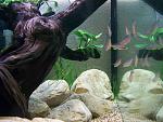 Cyprichromis leptosoma 'jumbo Livua', .