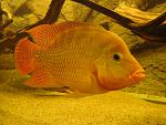 Cichlasoma festae