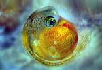 guppy fish embryo
