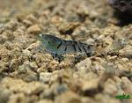 Caridina cantonensis sp "blue" - "Blue Tiger Shrimp"
