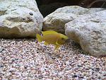 Neolamprologus longior, .      ,    ,    .    ...