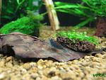 "Deep Blue tiger shrimp"