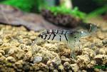 Caridina cantonensis sp "blue" - "Blue Tiger Shrimp"