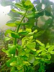    / Bacopa lanigera