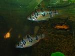 Barbus rhomboocellatus ()