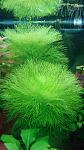 Limnophila aquatica