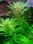 Limnophila aromatica