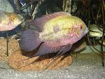 Hypselecara temporalis