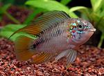 apistogramma borelli