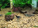 "Deep Blue tiger shrimp" and Caridina cantonensis sp "blue" - "Blue Tiger Shrimp"