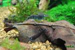 "Deep Blue tiger shrimp"