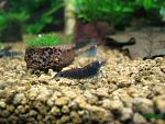 "Deep Blue tiger shrimp"