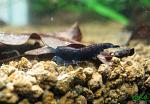 "Deep Blue tiger shrimp"