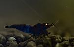 poisonblue tiger